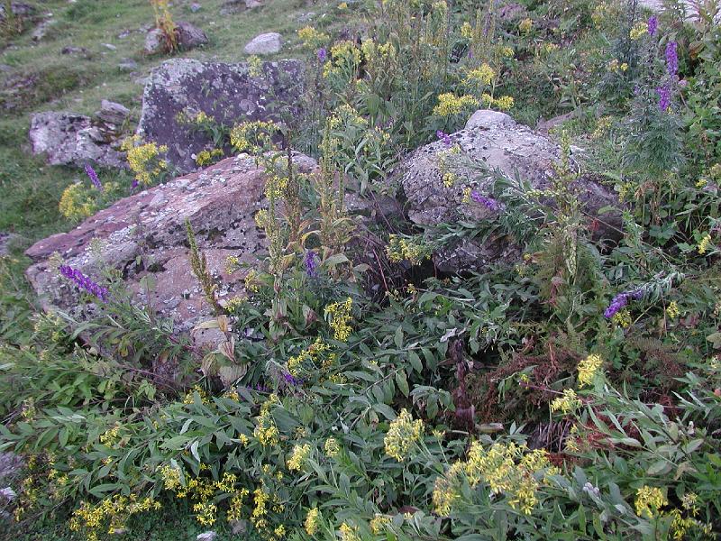 414AlpineFlora.HeidelbergerHuette.jpg
