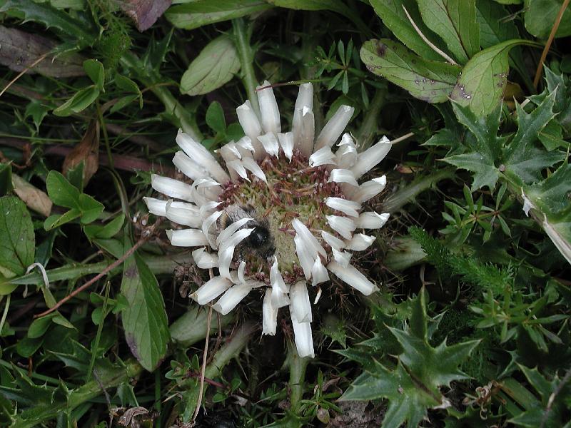 470Silberdistel.jpg