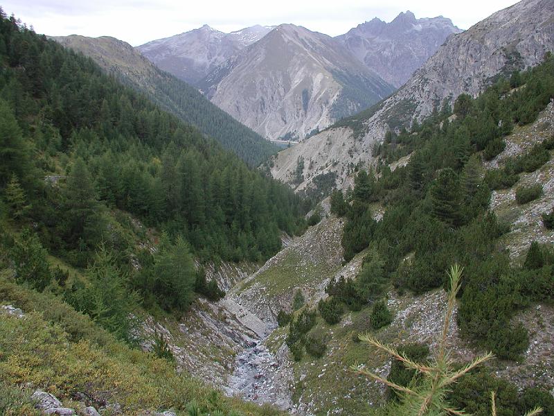 475BlickAlpisella2Livigno.jpg