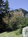 403Esche.Montafon