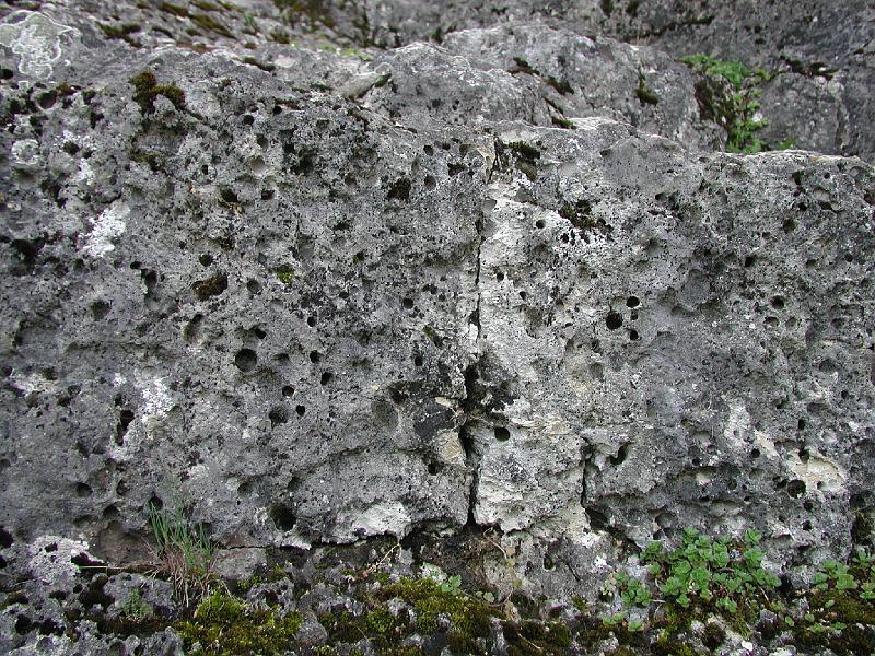 206HeldenfingerKliff.Bohrmuscheln.jpg
