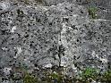 206HeldenfingerKliff.Bohrmuscheln