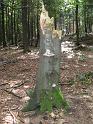 541Baumstumpf.Pilze.Rennsteig