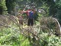 573Joe.Tragen.UmgefallenerBaum.Blessberg