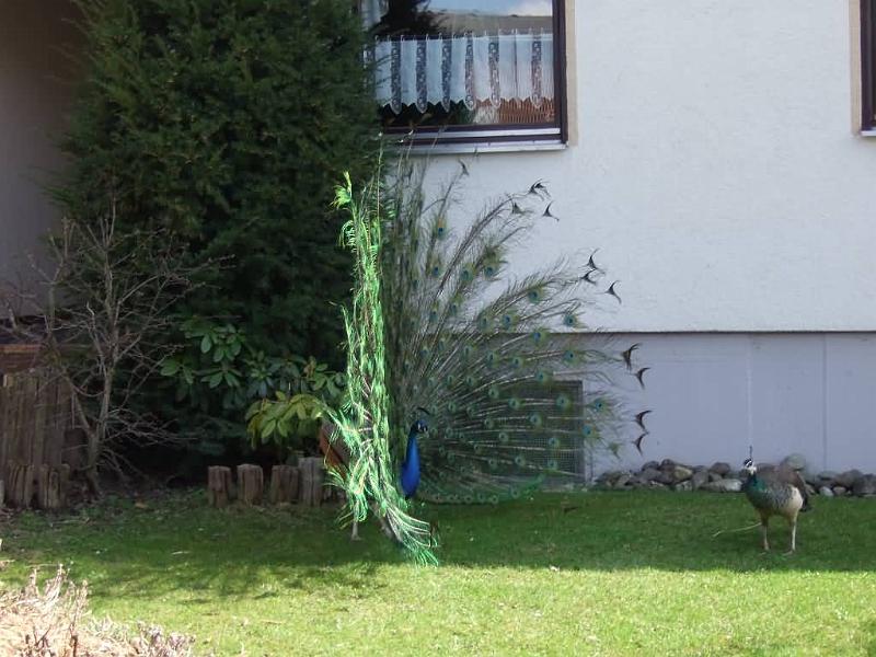 172Pfau.jpg - MTB Beginner-Tour zur „Heidenheimer Alb“ über zahlreiche schöne Trockentäler der Schwäbischen Alb