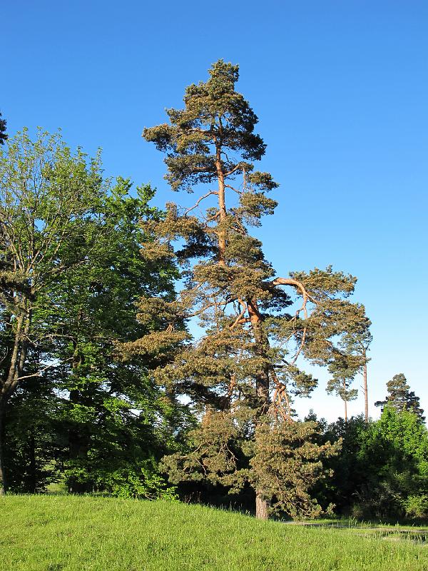 349Kiefer.Raichberg.jpg