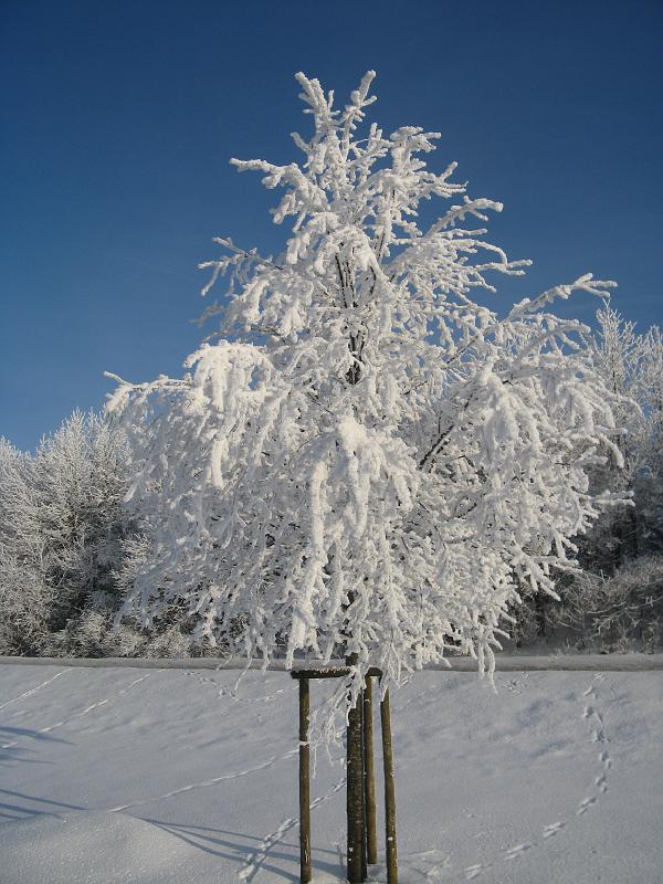 705Rauhreif.Boehmenkirch.jpg