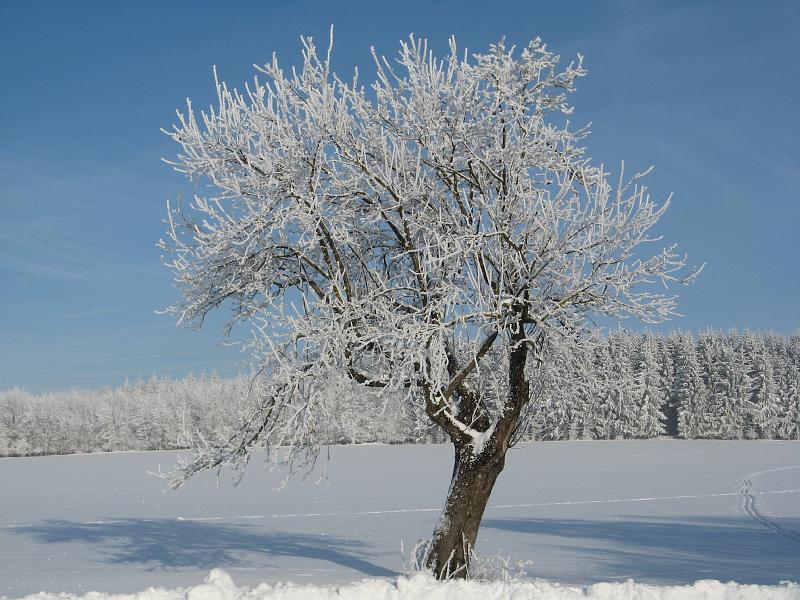 718Rauhreif.Apfelbaum.jpg