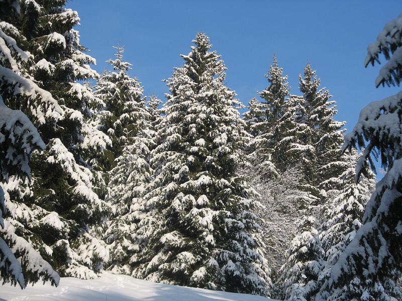 731VerschneiteFichten.Mauertal.jpg
