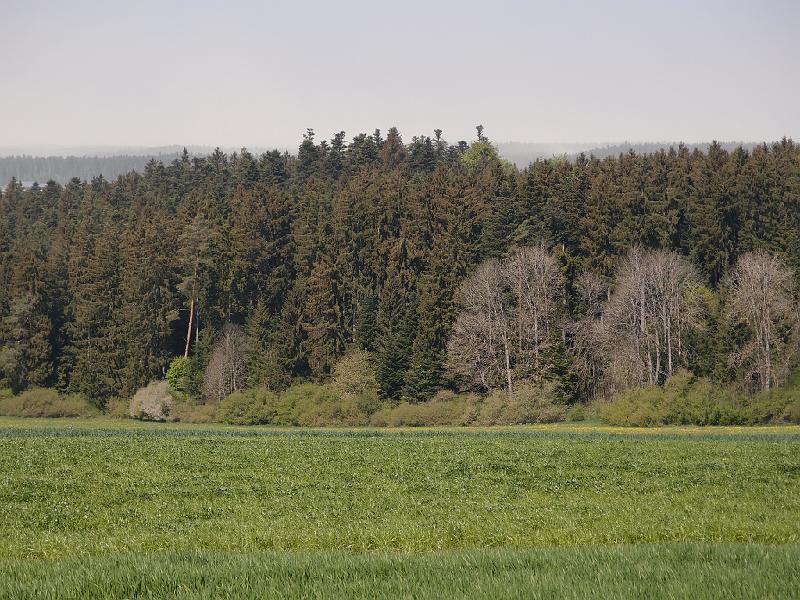 308Bluetenstaubwolken.Schwarzwald.Aischfeld.jpg