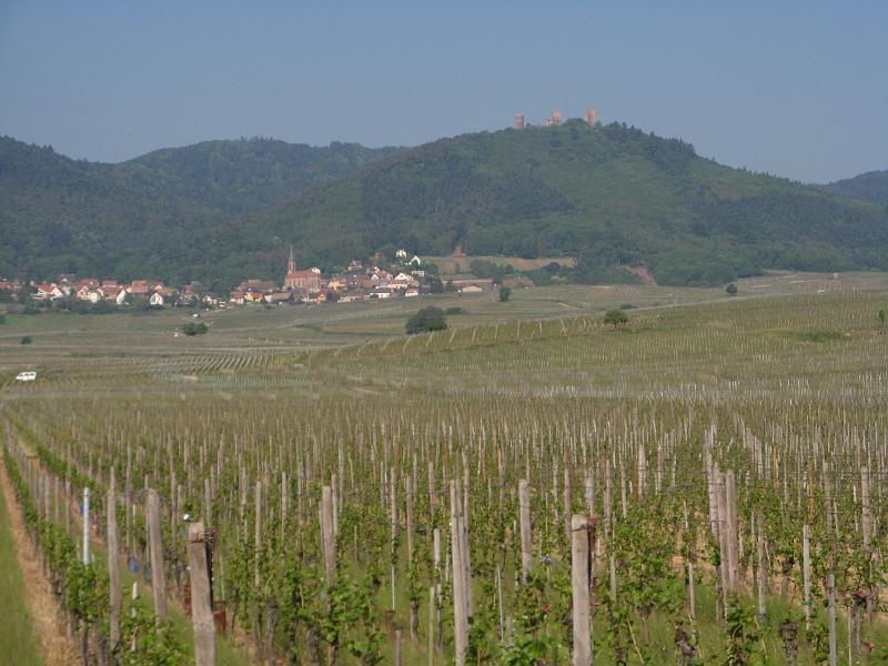 341Blick2Hohlandsbourg.Eguisheim.jpg