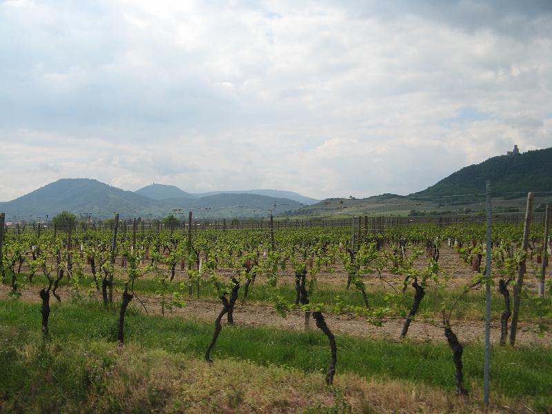 417Weinberge.Scherwiller.jpg