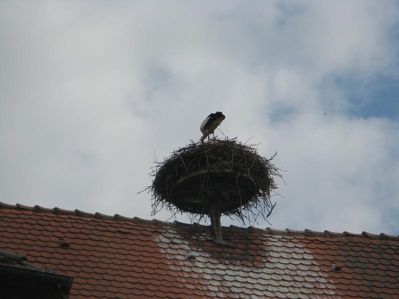 421Storchennest.Ribeauville.jpg