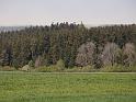 308Bluetenstaubwolken.Schwarzwald.Aischfeld