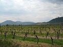 417Weinberge.Scherwiller
