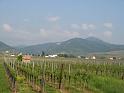 523Weinberge.Ribeauville