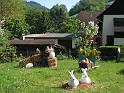 582Osterhasen.Oberprechtal