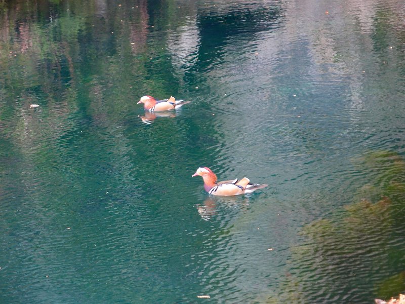 P5010119.JPG